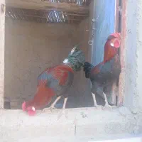 دو عدد خروس|حیوانات مزرعه|سیب و سوران, |دیوار