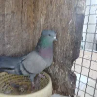 سلام.سبز،چشم سیاه بازیکن ماده به فروش میرسد|پرنده|نگار, |دیوار