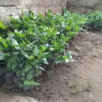 یاس هلندی نایلکسی