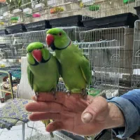 ملنگو نر طوقدار چیکو کوکو سخنگو رام دستی بازیگوش