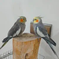 عروس هلندی جفت  نر سخنگو