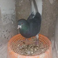 جفت شهری قهوای و سرخ و جفت کله ای