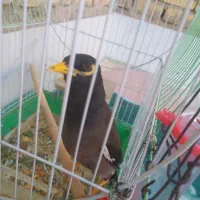 مرغ مینا سخنگو