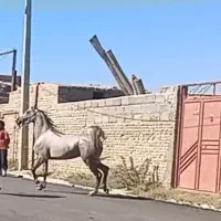 فروش کره مادیان عرب دوسر مصری