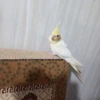 فروش قفس بلدرچین صنعتی وسنتی