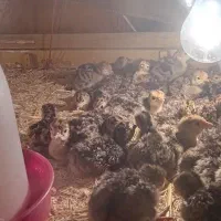 جوجه بوقلمون ۱۰روزه