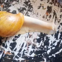 حلزون|خزنده|کرمان, |دیوار