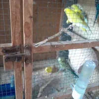 مرغ عشق|پرنده|بستک, |دیوار