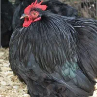 خروس کوشین