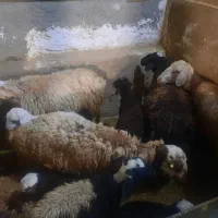 میش بره