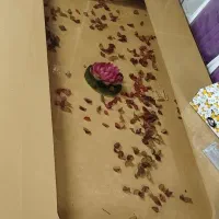 فروش میز نهار خوری شش نفره جنس از چوب مرغوب|میز و صندلی غذاخوری|شیراز, کوزه گری|دیوار