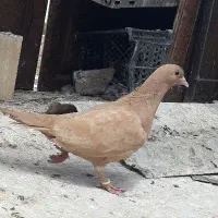 زرد کاکلی پرپا جفت