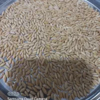 بذر گندم دیم (آذر۲)