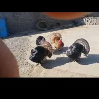 چهار‌بوقلمون‌محلی‌دوسال