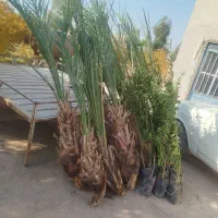 فروش پاجوش و نخل بزرگ|خدمات باغبانی و درختکاری|آران و بیدگل, |دیوار