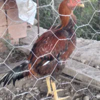 خروس ومرغ لاری ۷ماهه