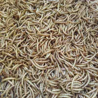 محصولات میلورم