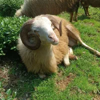 گوسفندای صحرایی به دلیل نبود مکان به فروش می رسد.