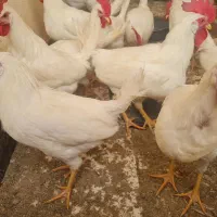 خروس جوان|حیوانات مزرعه|اصفهان, ارغوانیه|دیوار