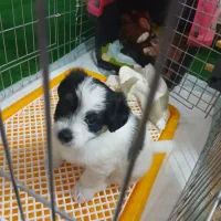 واگذاری سگ اشپیتز میکس