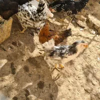 تخم مرغ گلین و خروس گلین|حیوانات مزرعه|ماهدشت, |دیوار