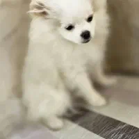 توله پامرانین|سگ|مشهد, هنرستان|دیوار