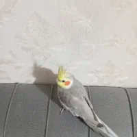 طوطی عروس هلندی نر آوازخوان