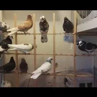 کبوتر پرشی،جوجه ...