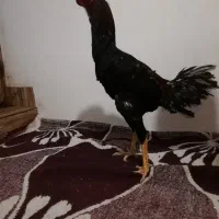 خروس لاری