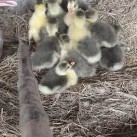 بچه غاز اوکراینی سه روزه