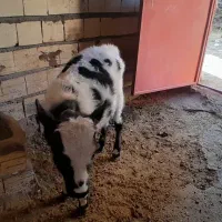 یک عدد گاو شیری با گوساله نر|حیوانات مزرعه|خواجه, |دیوار