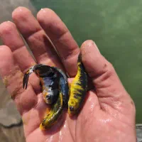 ماهی کوی|ماهی|مهریز, |دیوار