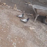 جفت کبوتر سینه ای با جفت جوجه اش