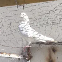 کبوتر پرشی|پرنده|قائم‌شهر, |دیوار