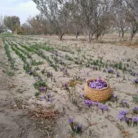زعفران خشک امسالی|خوردنی و آشامیدنی|گوگان, |دیوار
