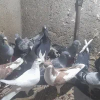 کفتر|پرنده|مشهد, تلگرد|دیوار