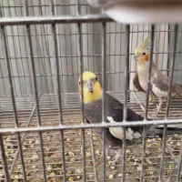 2 جفت عروس هلندی اهلی سخنگو|پرنده|ماکو, |دیوار