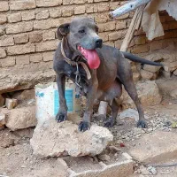 واگذاری سگ پیت بول