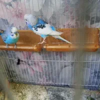 مرغ عشق فول دستی نرو ماده