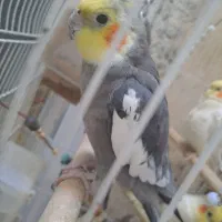 عروس هلندی|پرنده|پاکدشت, حصار امیر|دیوار