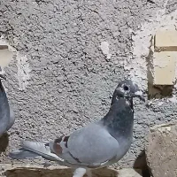 کفتر|پرنده|شیراز, کفترک|دیوار