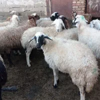 16گوسفند جوان برای نگهداری