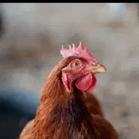 سرپرستی مرغ و خروس