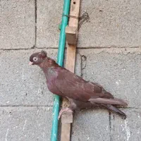 کبوتر آبادانی