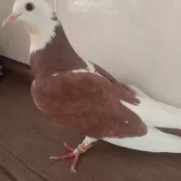 فروش کبوتر