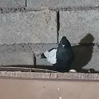 کبوتر|پرنده|باوی, |دیوار