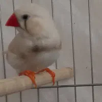 پرنده