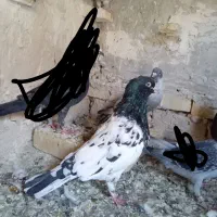 کفتر|پرنده|چناران, |دیوار