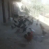 خروس و مرغ رسمی و تخم مرغ رسمی