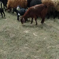 گوسفند وبز|حیوانات مزرعه|اردبیل, |دیوار